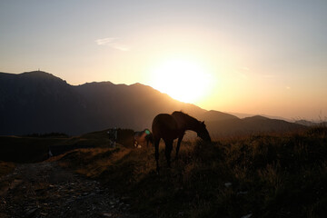 Horses graze on the meadow during sunset in romanian mountains