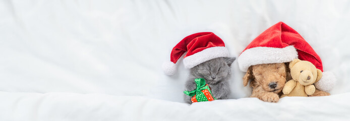 Cute tiny Toy Poodle puppy and kitten wearing red santa hats sleep together under white warm blanket on a bed at home. Pets hold toy bear and gift box. Top down view. Empty space for text