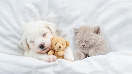 Tiny Bichon Frise puppy and tiny kitten sleep together  under  white blanket on a bed at home. Top down view. Empty space for text