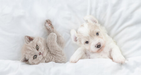 Playful kitten and funny tiny Bichon Frise puppy lying together under  white blanket on a bed at home. Top down view