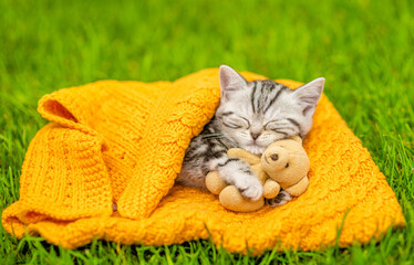 Tiny kitten hugs favorite toy bear and sleeps on plaid on green summer grass