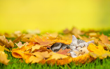 Cute Kitten sleeps on autumn fall foliage and hugs favorite toy bear. Empty space for text