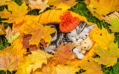Tabby kitten wearing warm tiny hat sleeps on autumn fall foliage and hugs favorite toy bear. Top down view