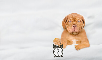 Unhappy Mastiff puppy holds alarm clock under white blanket at home. Top down view. Empty space for...