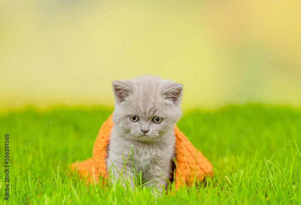 Canvas Prints sad kitten sits under warm plaid at autumn park