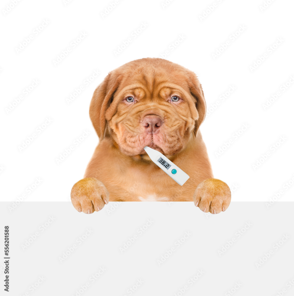 Poster unhappy sick puppy with holds thermometer and looks above empty white banner. isolated on white back
