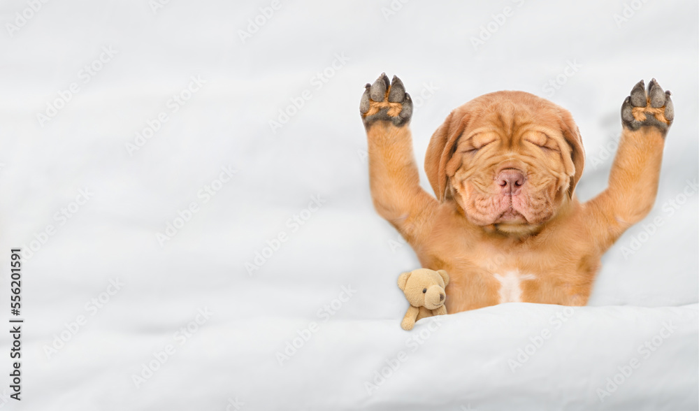 Aufkleber funny mastiff puppy sleeps under white blanket on a bed at home with favorite toy bear. top down vie