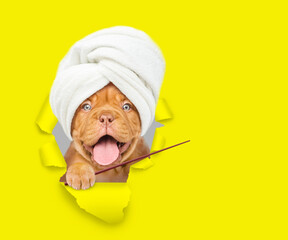 Happy mastiff puppy with towel on it head looking through a hole in yellow paper and pointing away...