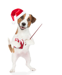 Jack russell terrier puppy wearing santa hat holds gift box and points away on empty space. isolated on white background