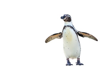 Humboldt penguin standing isolated on transparent background png file - obrazy, fototapety, plakaty