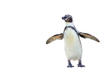 Fotobehang Humboldt penguin standing isolated on transparent background png file © Passakorn