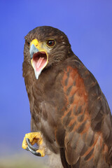 Red-tailed Hawk, close up portrait of bird that is opening mouth as shouting. Nature and wildlife concept.