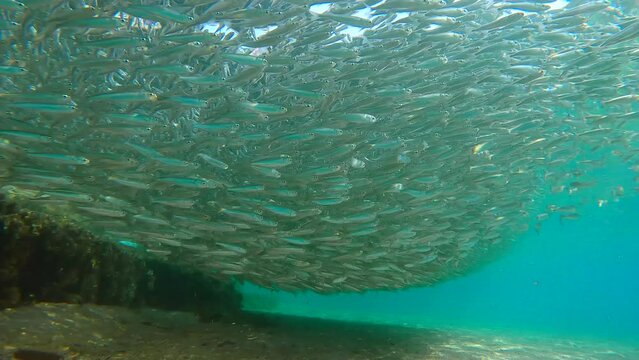 Huge school of small fish swims at shallow depth in blue water on a sunny day, Slow motion