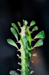 Euphorbia or Euphorbia mayurnathanii  ,Euphorbia lactea or Euphorbia lacei Craib