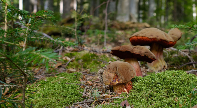Rubroboletus satanas grows in the forests 