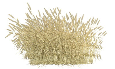 Various types of dried plants grass bushes shrub and small plants isolated