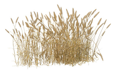 Various types of dried plants grass bushes shrub and small plants isolated
