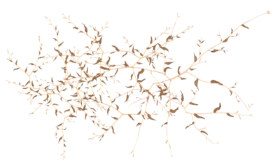 Various types of dried plants grass bushes shrub and small plants isolated