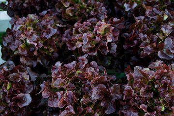 Fresh organic red oak lettuce growing on a natural farm