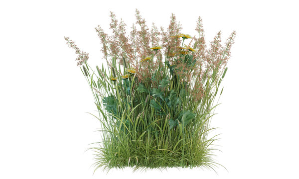 Various types of flowers grass bushes shrub and small plants isolated
