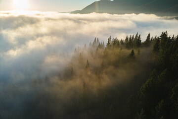 Aerial view of amazing scenery with foggy dark mountain forest pine trees at autumn sunrise. Beautiful wild woodland with shining rays of light at dawn