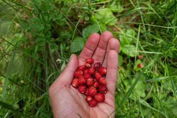 a handful of wild strawberries