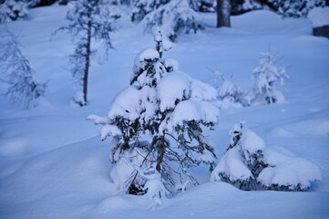 Bush covered with snow against snowy landscape