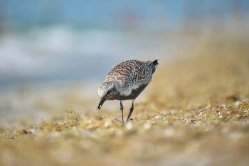 Black-Bellied Plover wild sea birdlooking for food on seaside in summer