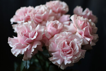 Pink roses on a dark background, French variety