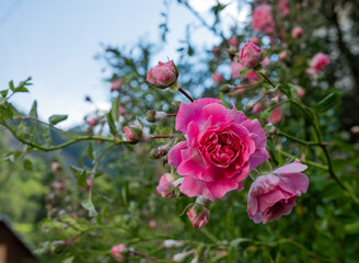 bush of small pink roses