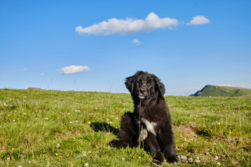 Portrait of a happy black mountain dog.