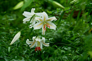 日本特産の百合である山百合の優雅な花