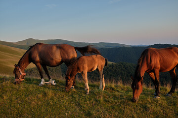 Horses graze on the meadow during sunset in romanian mountains