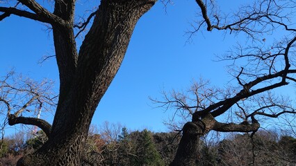 Fototapeta na wymiar sky and tree in the park