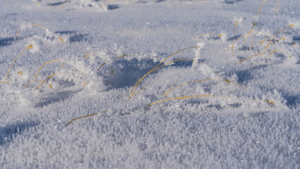 Obraz premium Untouched snow. Close-up. Texture. The yellow stems of the dry grass are covered with hoarfrost. Full screen. Altai