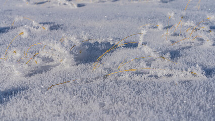 Untouched snow. Close-up. Texture. The yellow stems of the dry grass are covered with hoarfrost. Full screen. Altai
