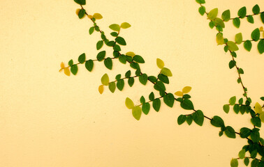 Yellow walls of the leaves for background