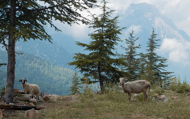 Naklejka premium flock of sheep in the mountains of Turkey