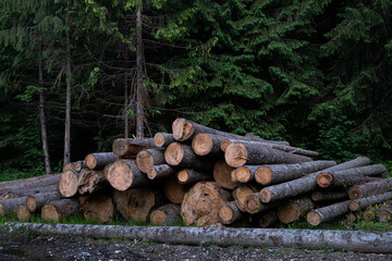 Firewood is stacked. A pile of firewood. Harvesting firewood for the winter
a pile of logs