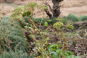 種ができた冬のアシタバ（Angelica keiske）／セリ科・12月