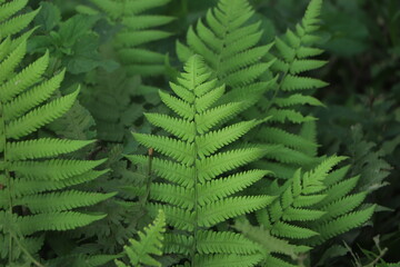 Variety of green fern leaves