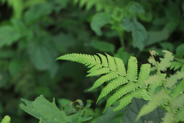 Ferns in the forest, Bali. Beautiful ferns leaves green foliage.