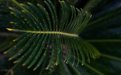 tropical green palm leaves background
