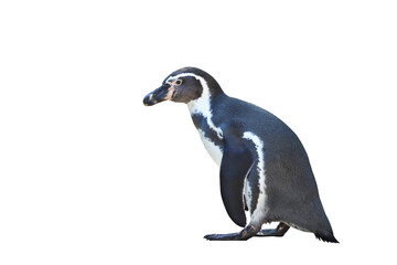 Humboldt penguin standing isolated on transparent background png file