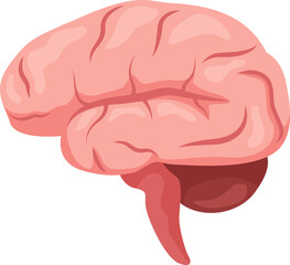 Brain . Internal organs of human .