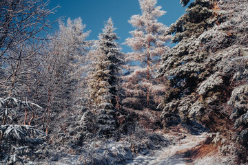 Snowy trees in the Carpathian forest