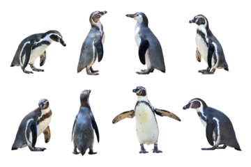 Humboldt penguin standing on transparent background png file