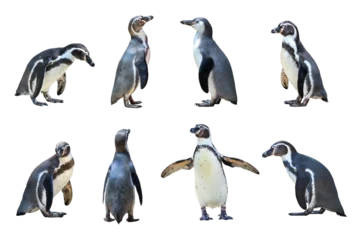 Deurstickers Humboldt penguin standing on transparent background png file © Passakorn