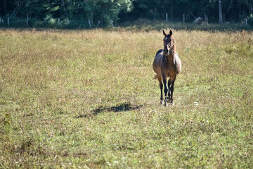 Le cheval marron s'avance doucement vers moi tout en me fixant