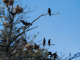 カワウくんたちの巣
